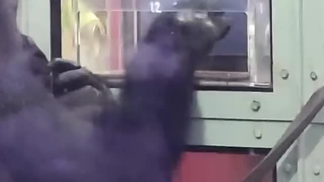 Smart Gorilla Can Count