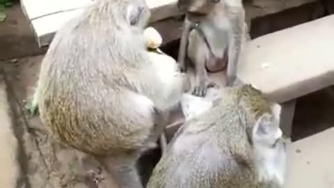 A monkey that guards its food