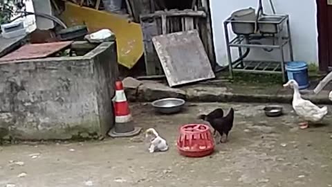 funny animals video