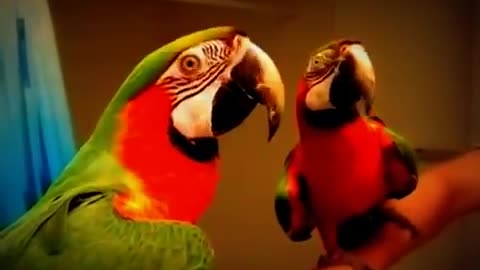 Funny Parrot