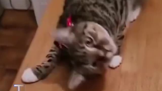 Funny cats videos 2022