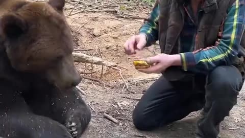 Attempting to feed a bear McDonalds Big Mac