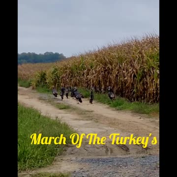 March Of The Turkey's