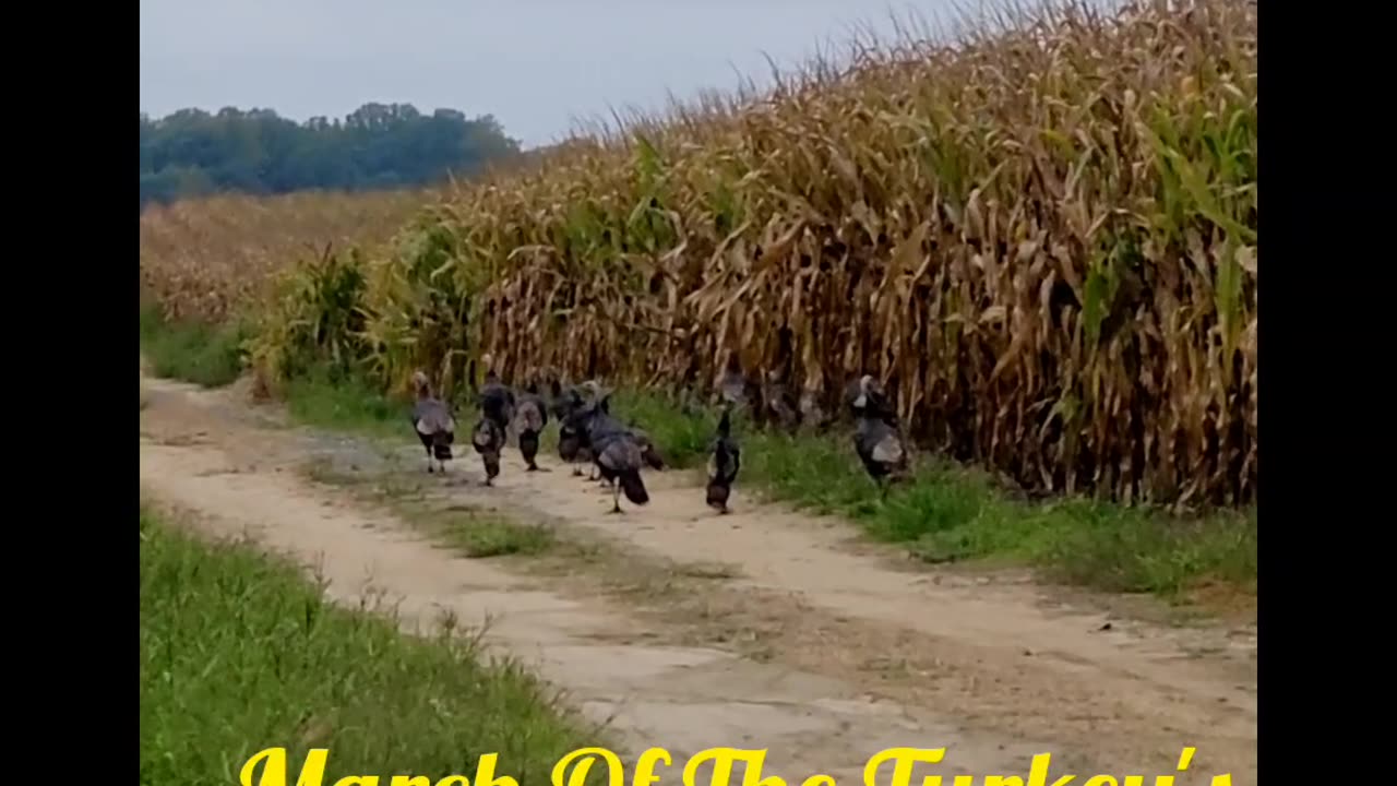 March Of The Turkey's