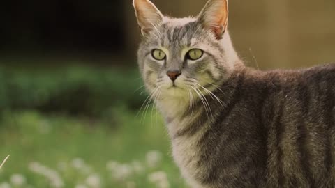 cat in slow motion just walking