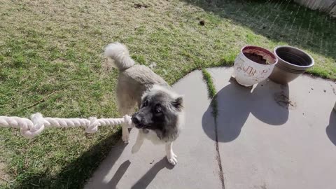 Pixie Plays Tug of War - Caucasian Ovcharka Dog - Caucasian Shepherd