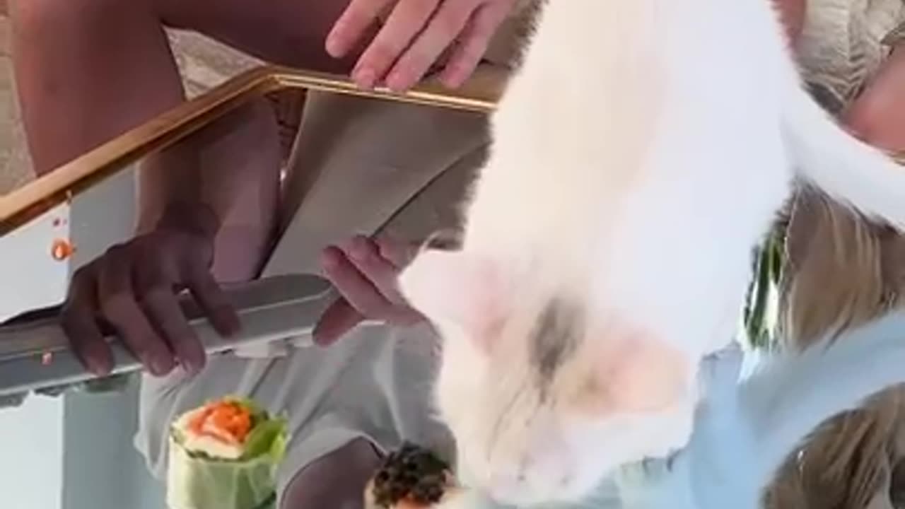Mrbeast cat $10 VS $10000