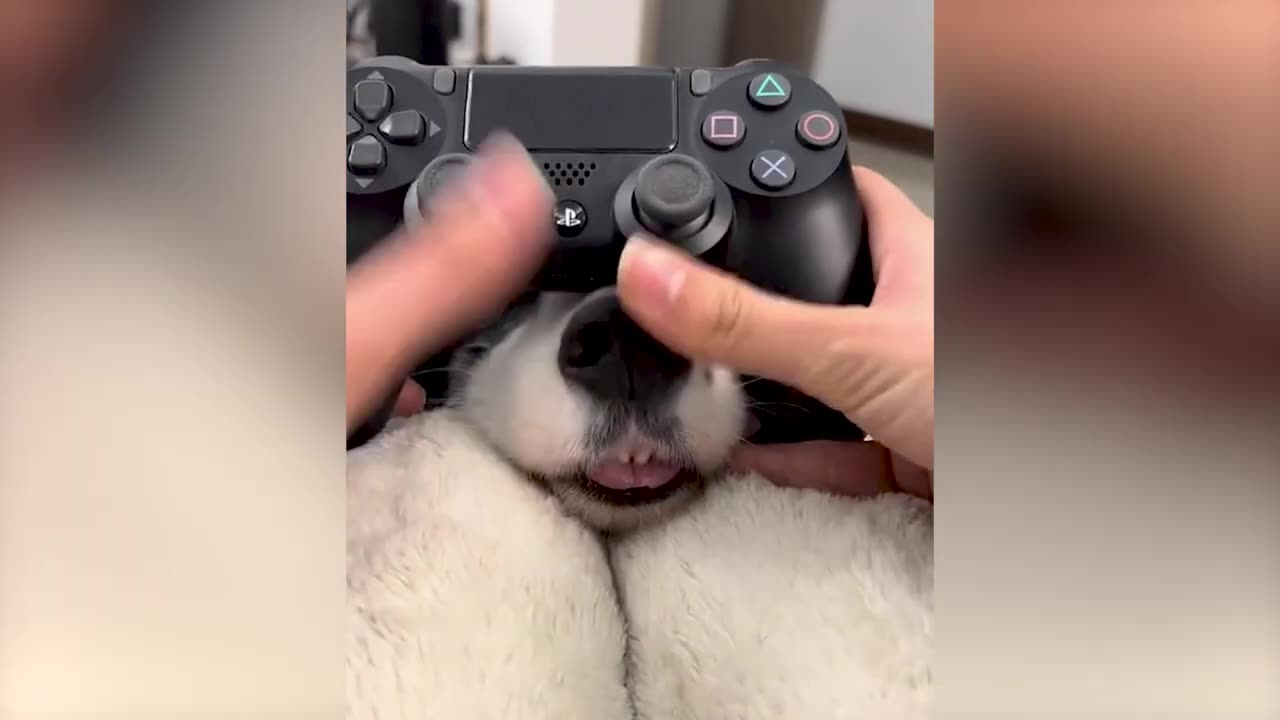 Funniest Animal Videos 😂 - Funny Cats invited to the Dog Party #4