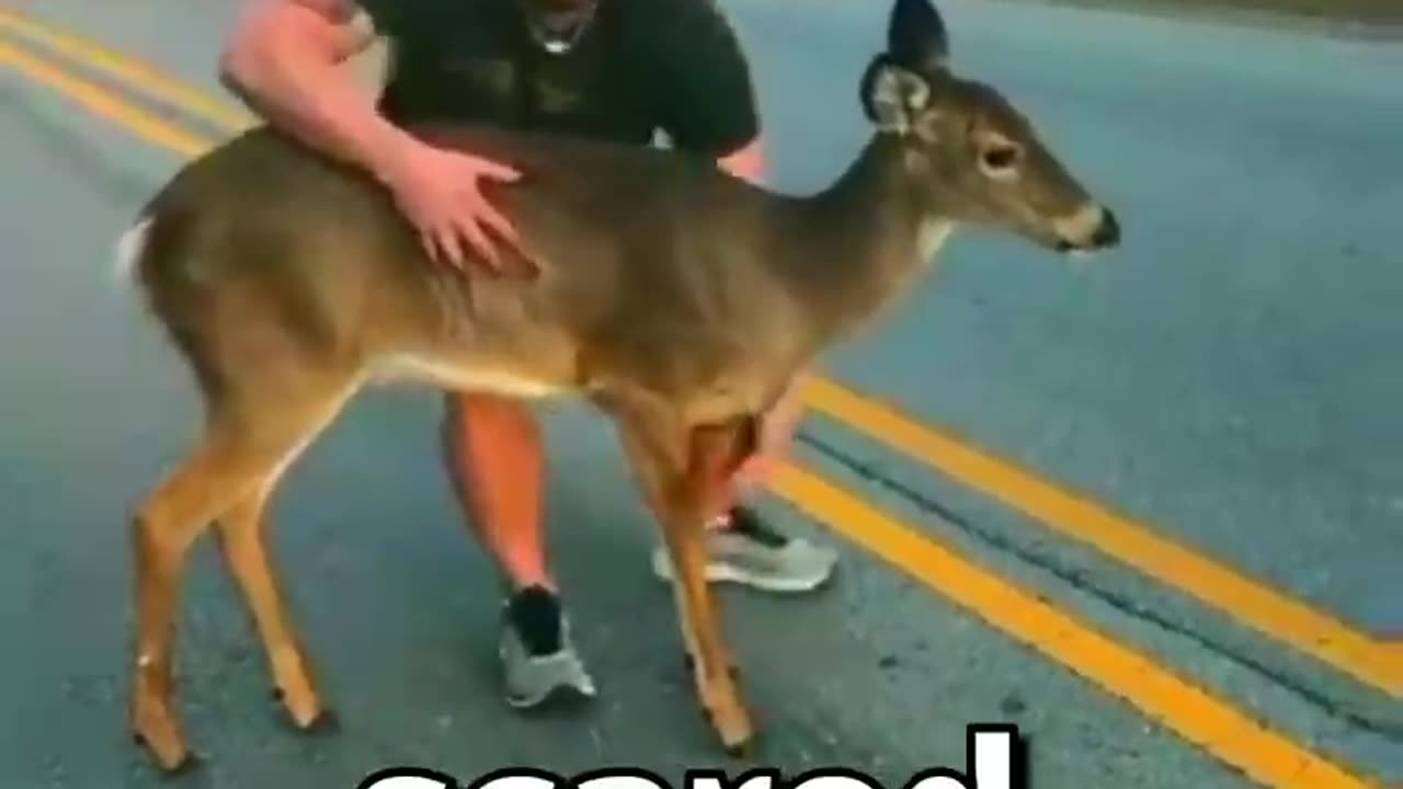 Wholesome Moments