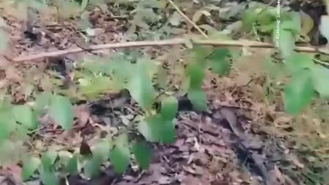 This is a beautiful and charming water-dwelling species