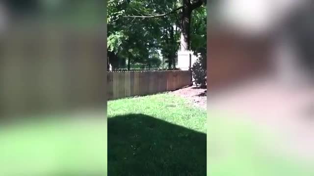 Dog Breaks It's Owner Rules!