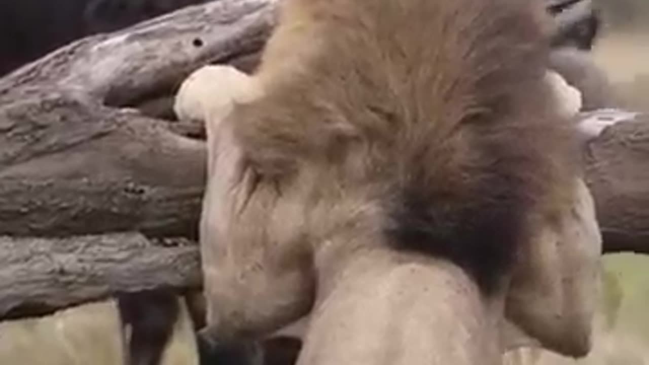 Buffalo defends itself against a lion____