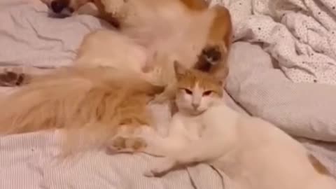 do you like this video