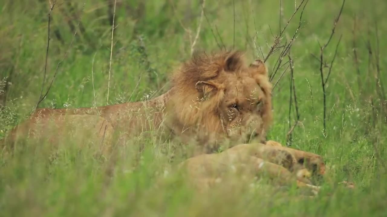 A forest king concerned for his wife