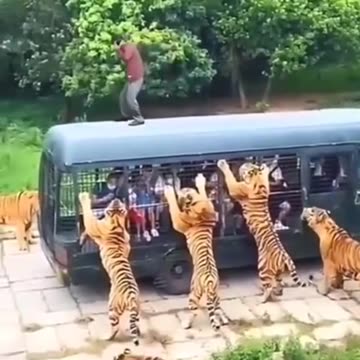 Tiger🐯🐅🐯 dangerous