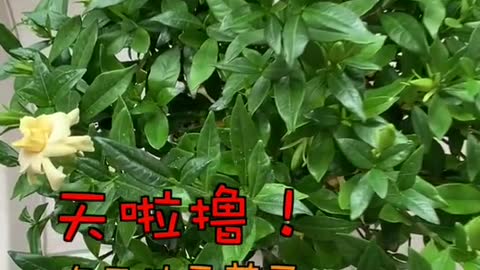 FUNNY CAT