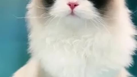 Cat video