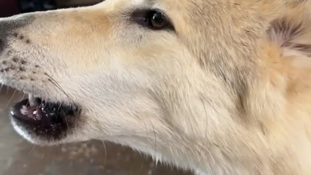 Some early morning wolf serenade from Hadassah