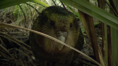 The World's Plumpest Flightless Parrot Is Near Extinction - Modern Dinosaursp8