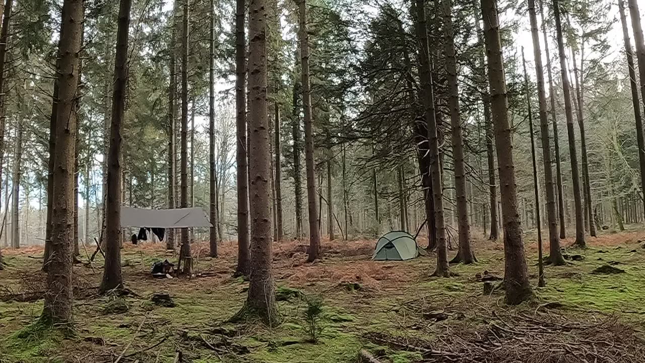 Woodland camping.22nd Jan 2023