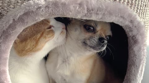 Dog And Cat Are Best Friends