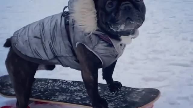 mischievous dog skiing