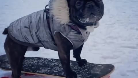 mischievous dog skiing