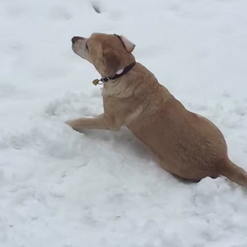 Dog enjoys snow in slow motion