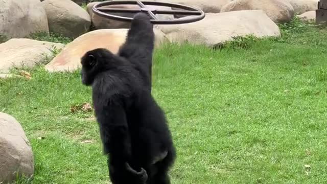 Little tail gorilla