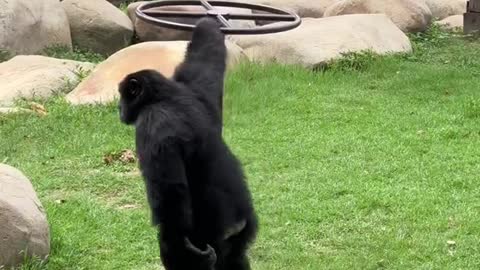 Little tail gorilla