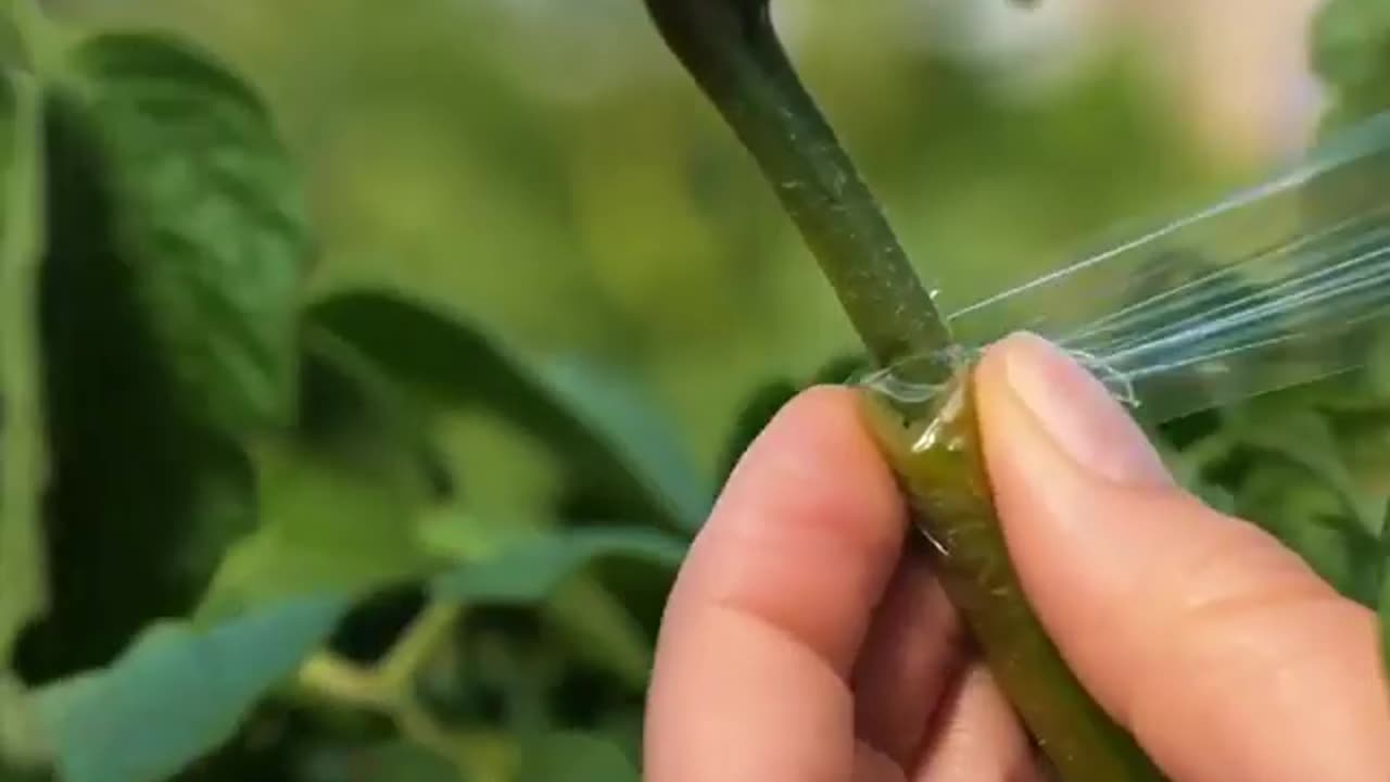 Innovative technique to grow the garden of your dreams