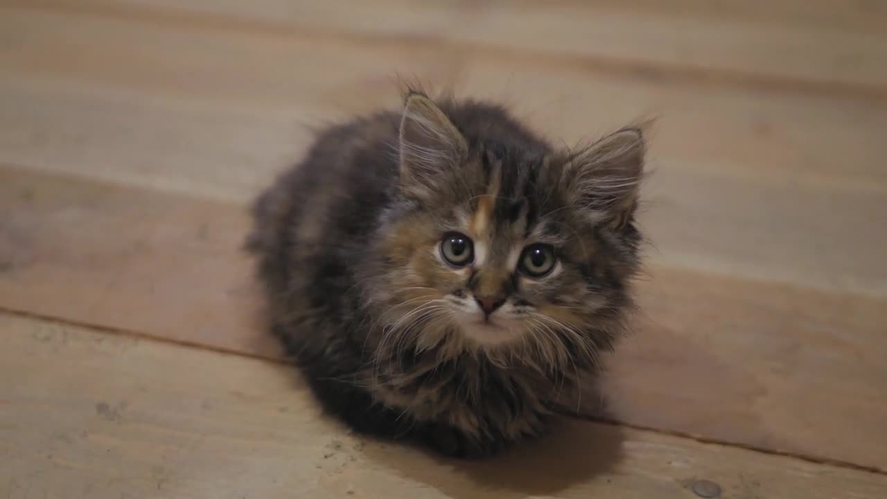 Cute persian kitten at home. Curious gray kitten. Small pet