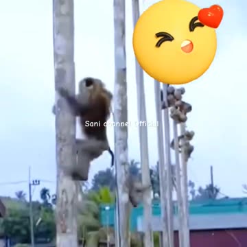 amazing skills..plucking #shortsfeed #shortvideo #amazingskills #animals #shorts #monkey