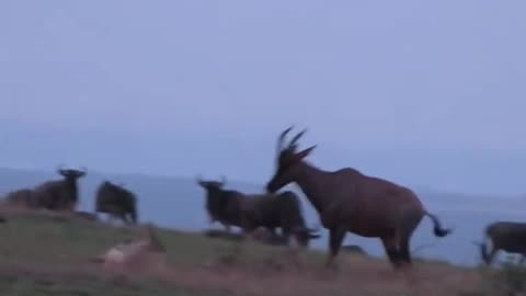 animal wild life #foryou #wildanimals #nature #fypシ゚viral