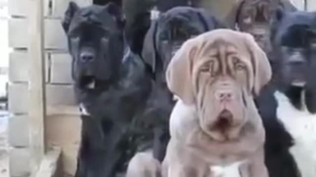 Funny Animal Videos #53