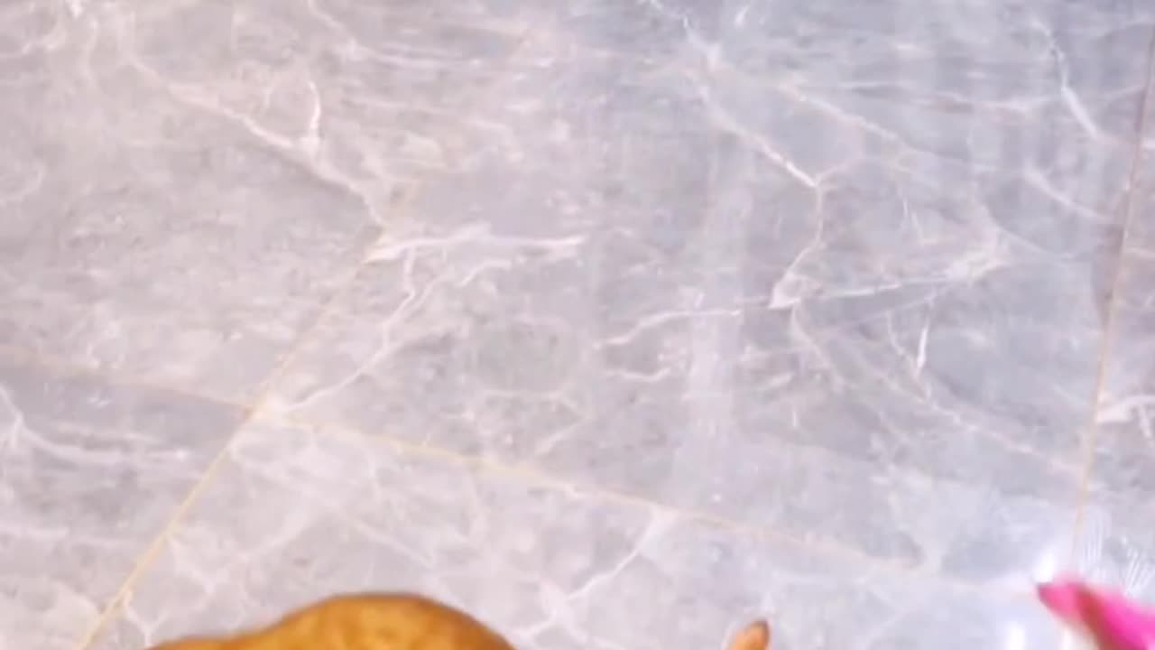 Funny cat