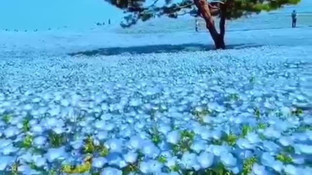 Ocean of flowers