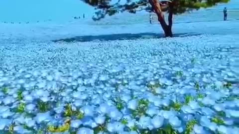 Ocean of flowers