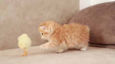 Fluffy orange meets with the yolk 🐥