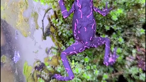 THE ATELOPUS BARBOTINI | PURPLE FROG