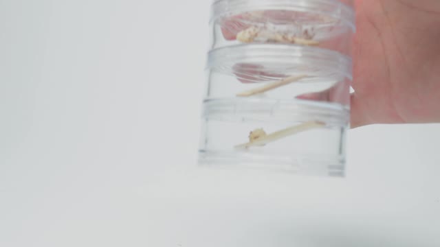 Black Widows.....Hatching (HD)