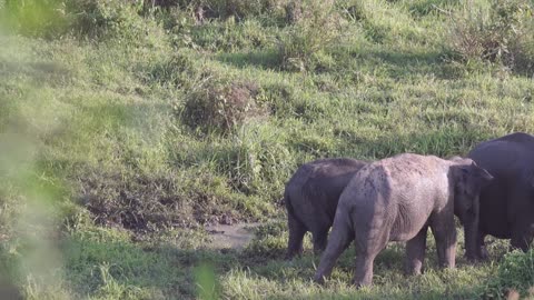 A Family OF Elephant Roaming At A Grassland