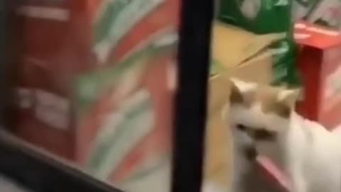 Funny Cat Videos