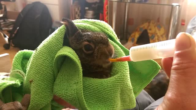 Rescued bunny rabbit shares incredible bond with family cat