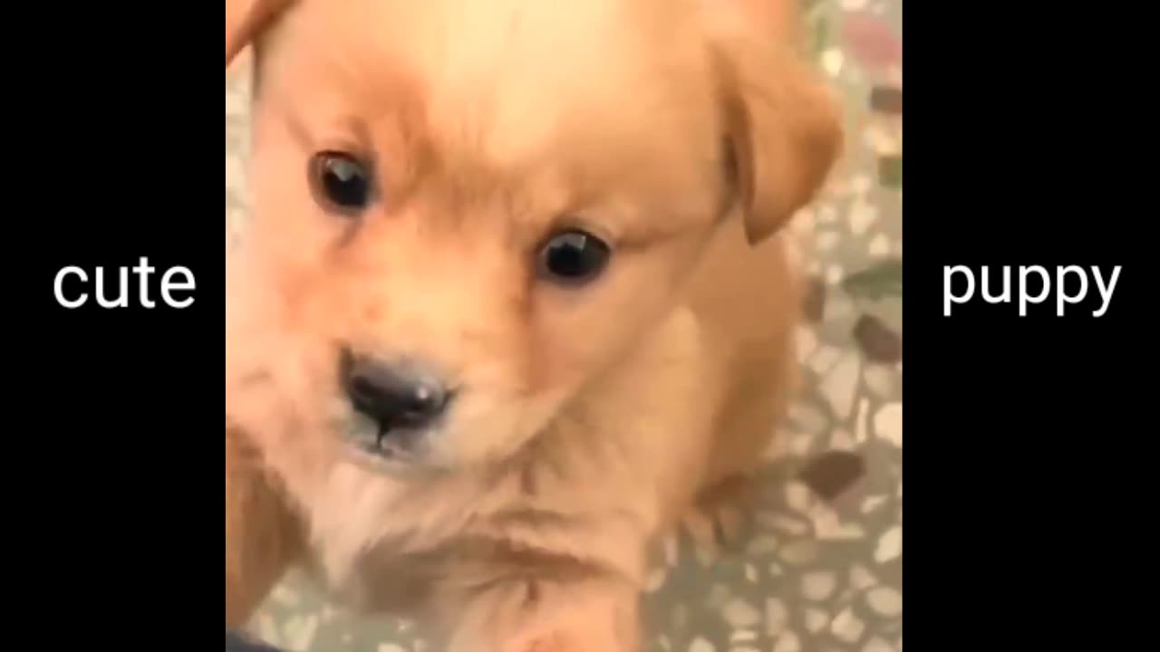 The cute puppy