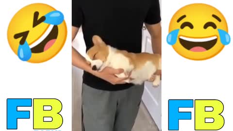 Best Dog Funny Videos🤣😂।।Funny Videos।।