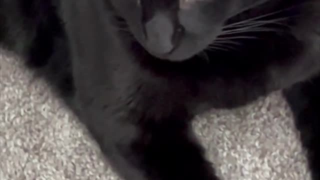 Adopting a Cat from a Shelter Vlog - Piper Has Silky Black Fur and Beautiful Yellow Eyes #shorts