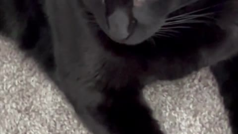 Adopting a Cat from a Shelter Vlog - Piper Has Silky Black Fur and Beautiful Yellow Eyes #shorts