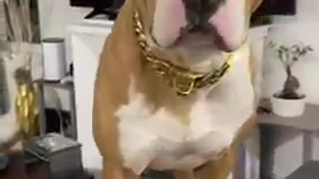 Funny Cats & Dogs