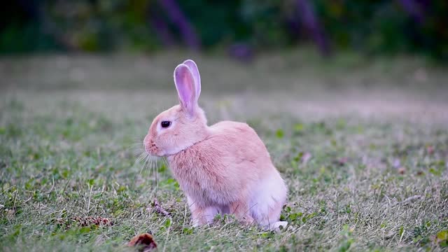 cute pink rabbit